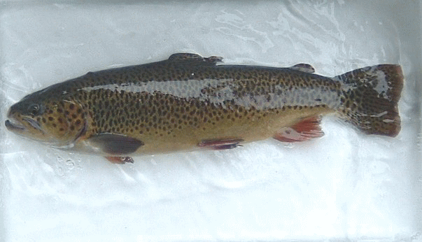 uEEgEguSalmon truttav
