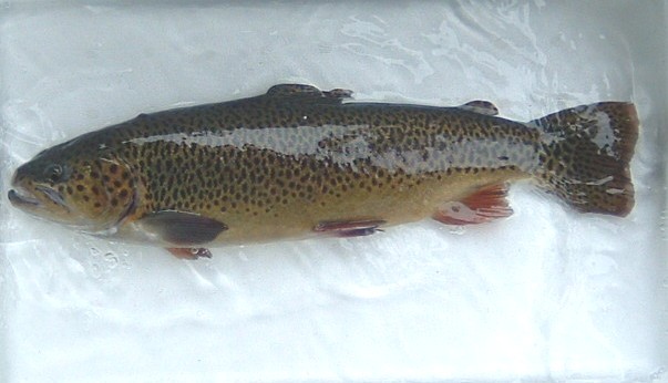 uEgEguSalmo truttav