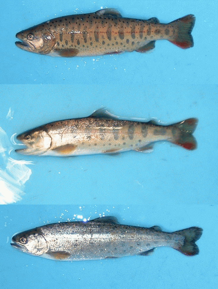 }ETN}XuOncorhynchus masou masouv